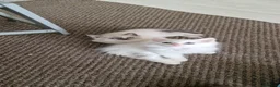 Ragdoll cats for sale: Beautiful pure Ragdool ready for loving home  - Advert 16