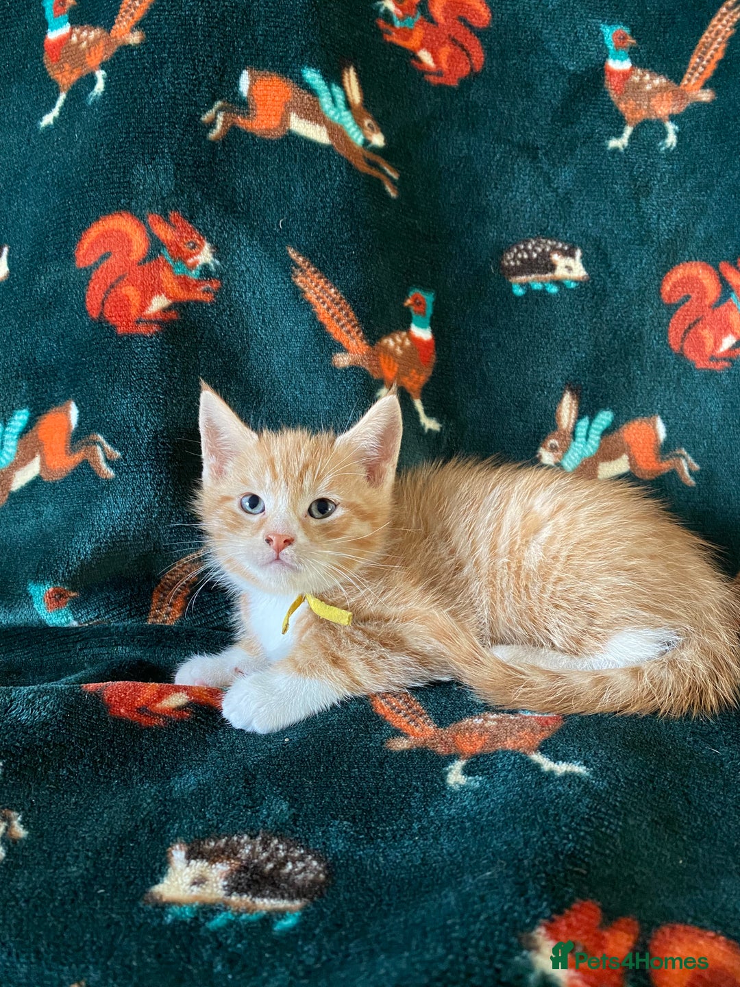 Mixed Breed cats for sale: Maine Coon, BSH, moggy mash ups - Advert 9