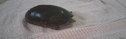 Turtle reptiles for sale: Healthy Pet Musk Turtle.Available with Full Setup. in Nottingham - Advert 8