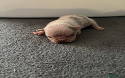 Mixed Breed dogs for sale: French bulldog X English bulldog  - Image 8