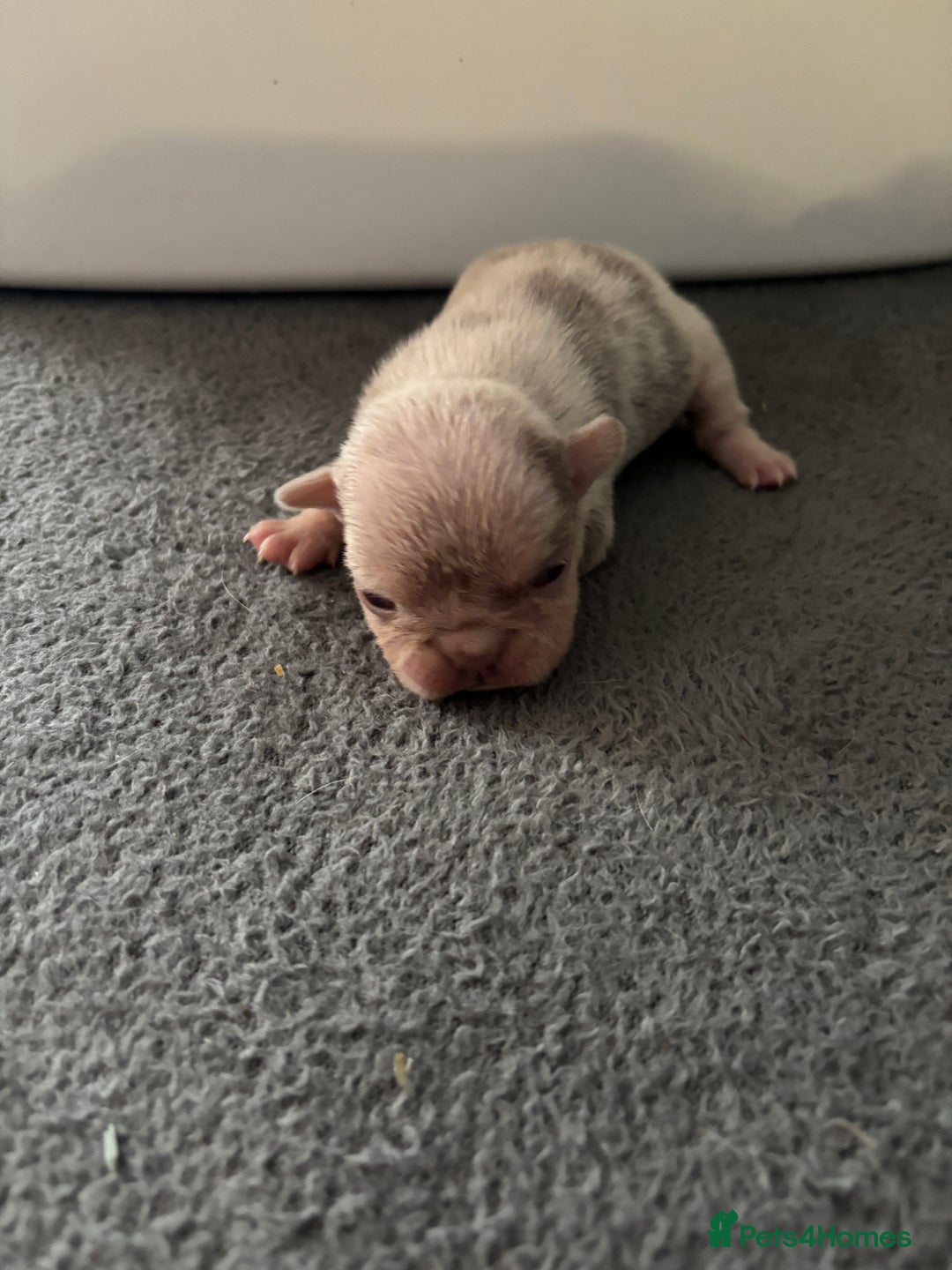 Mixed Breed dogs for sale: French bulldog X English bulldog  - Image 8