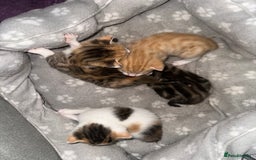 Mixed Breed cats for sale: Beautiful kittens  - Image 36