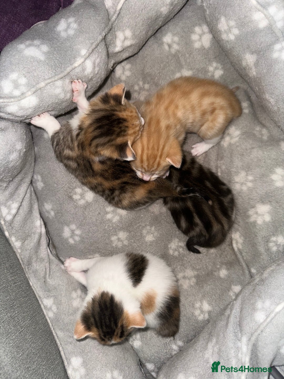 Mixed Breed cats for sale: Beautiful kittens  - Image 36