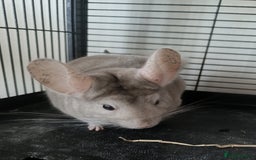 Chinchilla rodents for sale: Chinchillas for sale - Image 5
