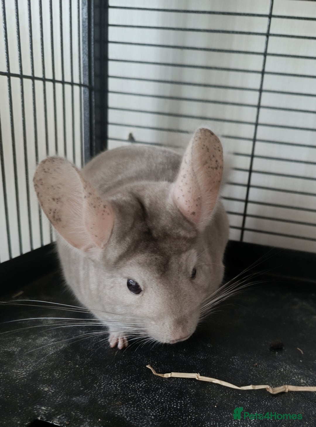 Chinchilla rodents for sale: Chinchillas for sale - Image 5