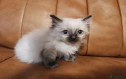 Ragdoll cats for sale: Pure ragdoll kittens for sale - Image 7