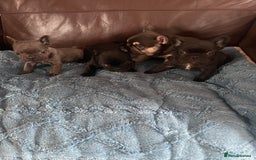 French Bulldog dogs for sale: French Bulldog puppies. 3 x boys 1 x girl - Image 9