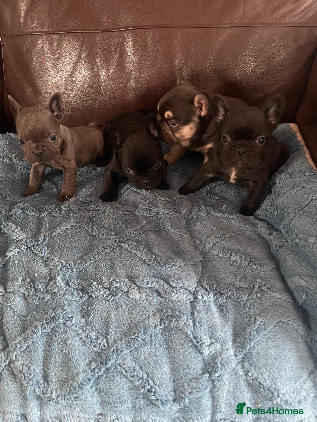 French Bulldog dogs for sale: French Bulldog puppies. 3 x boys 1 x girl - Image 9