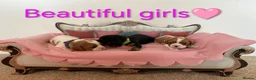 Cavalier King Charles Spaniel dogs for sale: Health Tested Cavalier King Charles  - Advert 15