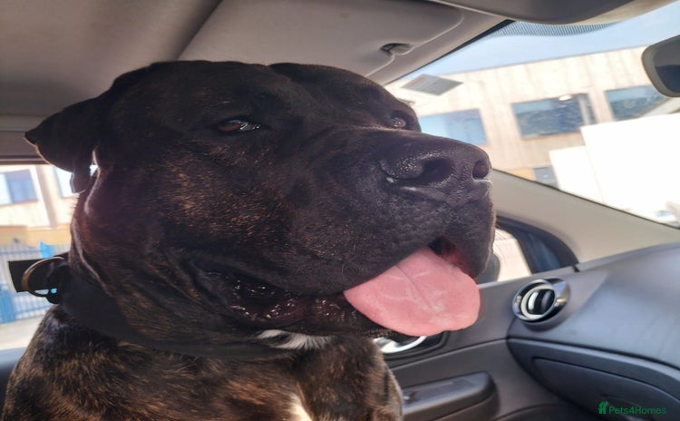 Presa Canario dogs - Advert 1
