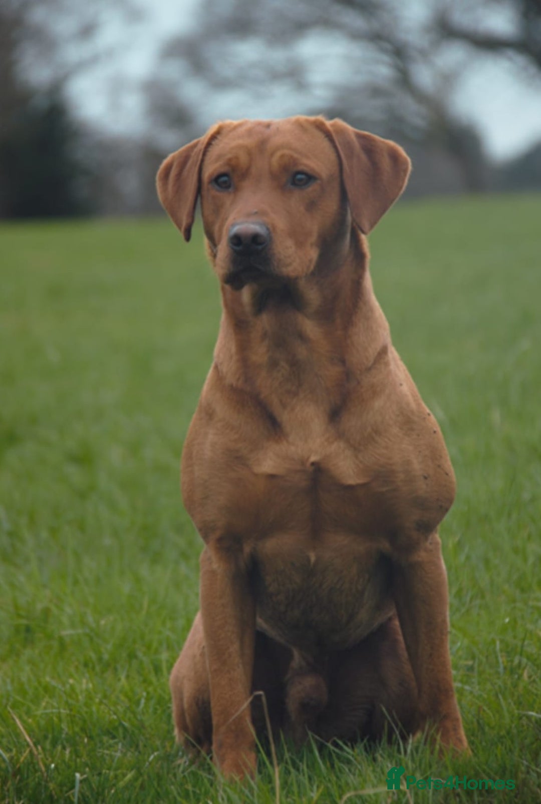 Labrador Retriever dogs for sale: Red Fox Labrador Puppies–Ready from 26th September - Image 23