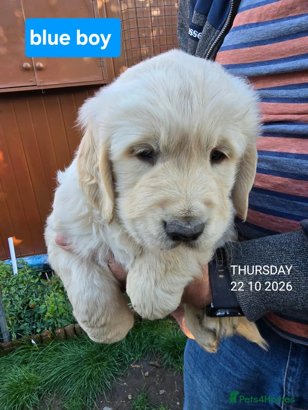 Golden Retriever dogs for sale: Beautiful fluffy Golden Retriever puppies kc reg - Advert 2