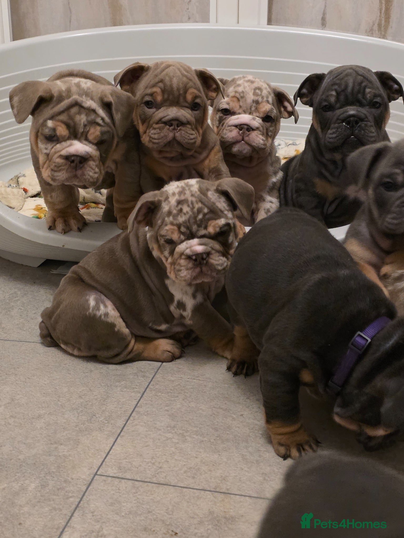 English Bulldog dogs british bulldog pups ready now  - Advert 12