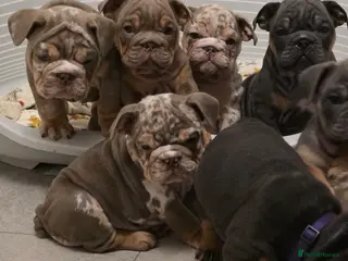 English Bulldog dogs british bulldog pups ready now - Advert 12