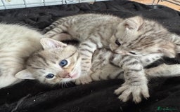 Bengal cats for sale: 4 Gorgeous Bengal Babies - Image 20