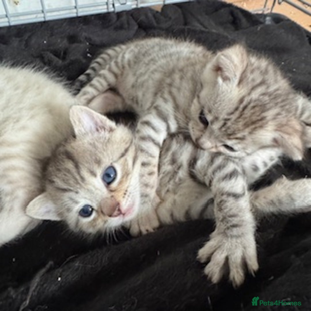 Bengal cats for sale: 4 Gorgeous Bengal Babies - Image 20