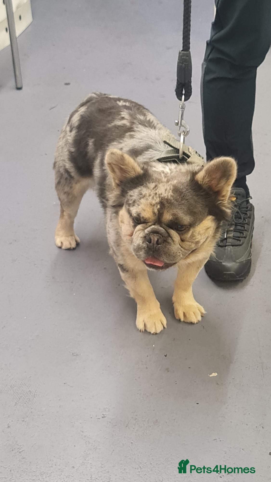 French Bulldog dogs French Bull Dog Puppies! - Advert 2