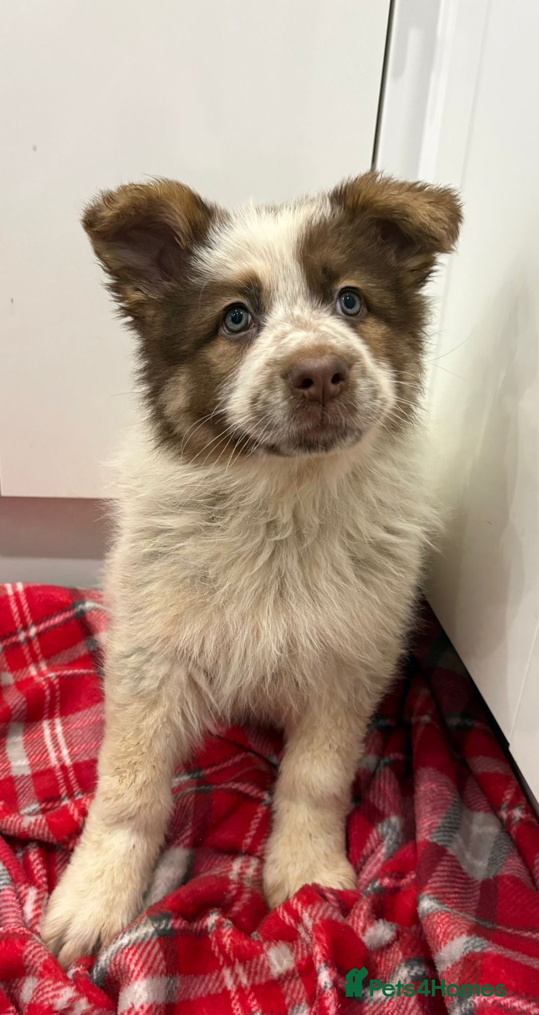 German Shepherd dogs 3 beautiful German shepherd puppies  - Advert 11