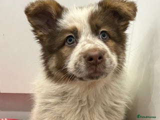 German Shepherd dogs 3 beautiful German shepherd puppies - Advert 11