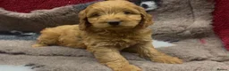 Cockapoo dogs for sale: Beautiful Cockapoo Puppies  - Advert 3