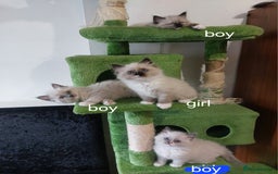 Ragdoll cats for sale: The most beautiful and adorable Ragdoll kittens  - Image 17