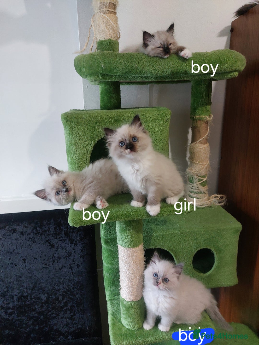 Ragdoll cats for sale: The most beautiful and adorable Ragdoll kittens  - Image 17