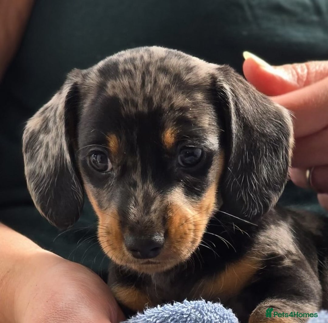 Miniature Dachshund dogs for sale: Miniature dachshund 1 boy left ready now - Image 7