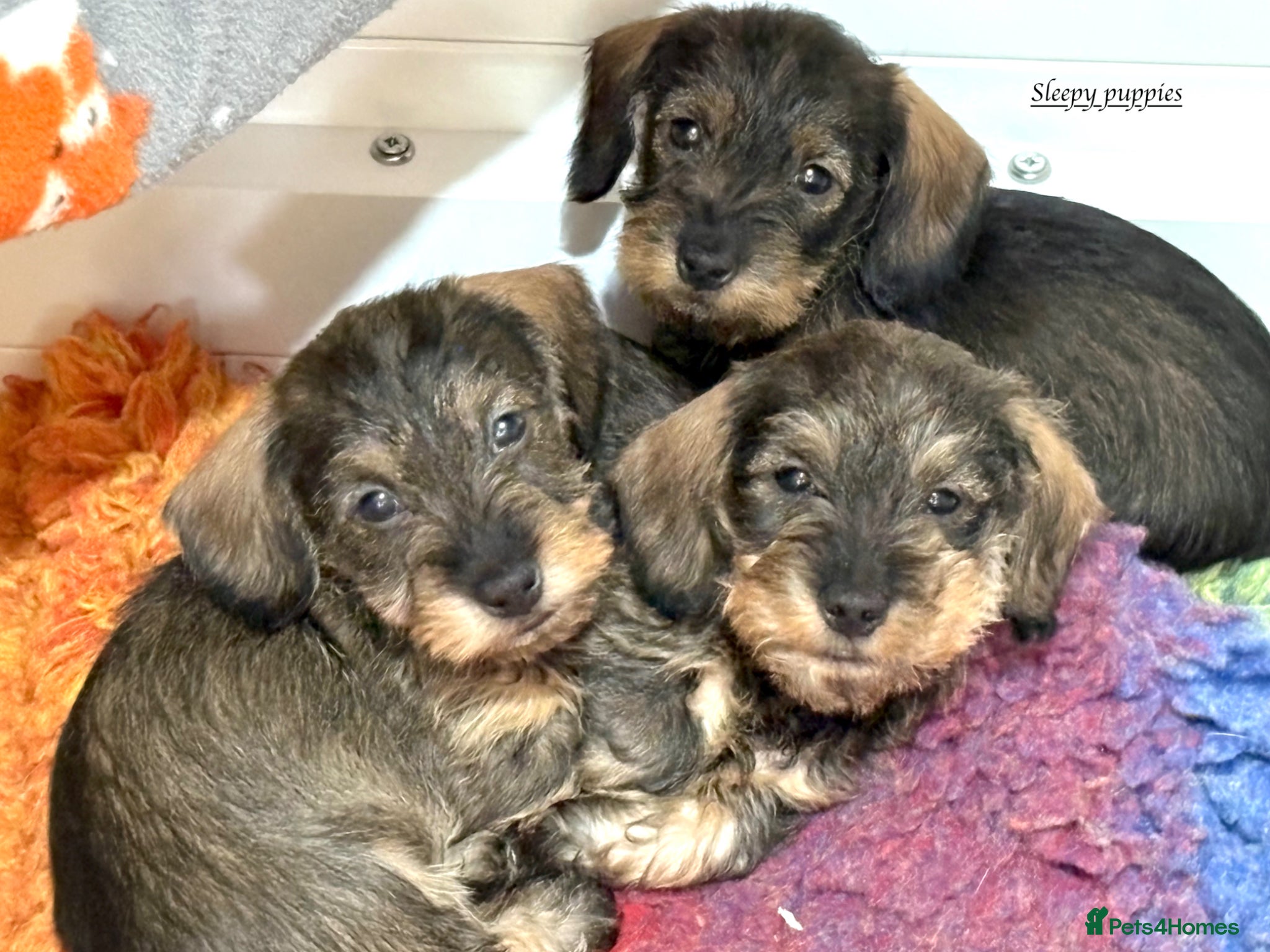 Miniature Dachshund dogs Mini Wire-haired Dachshunds - Advert 1