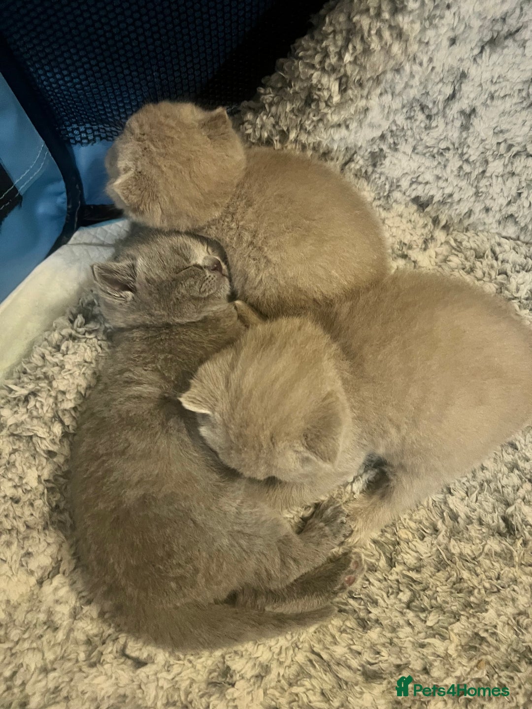British Shorthair cats for sale: 4 beautiful lilac and blue kittens. - Advert 24