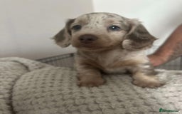 Miniature Dachshund dogs for sale: Stunning Long-Haired Miniature Dachshund Puppies!  - Image 5