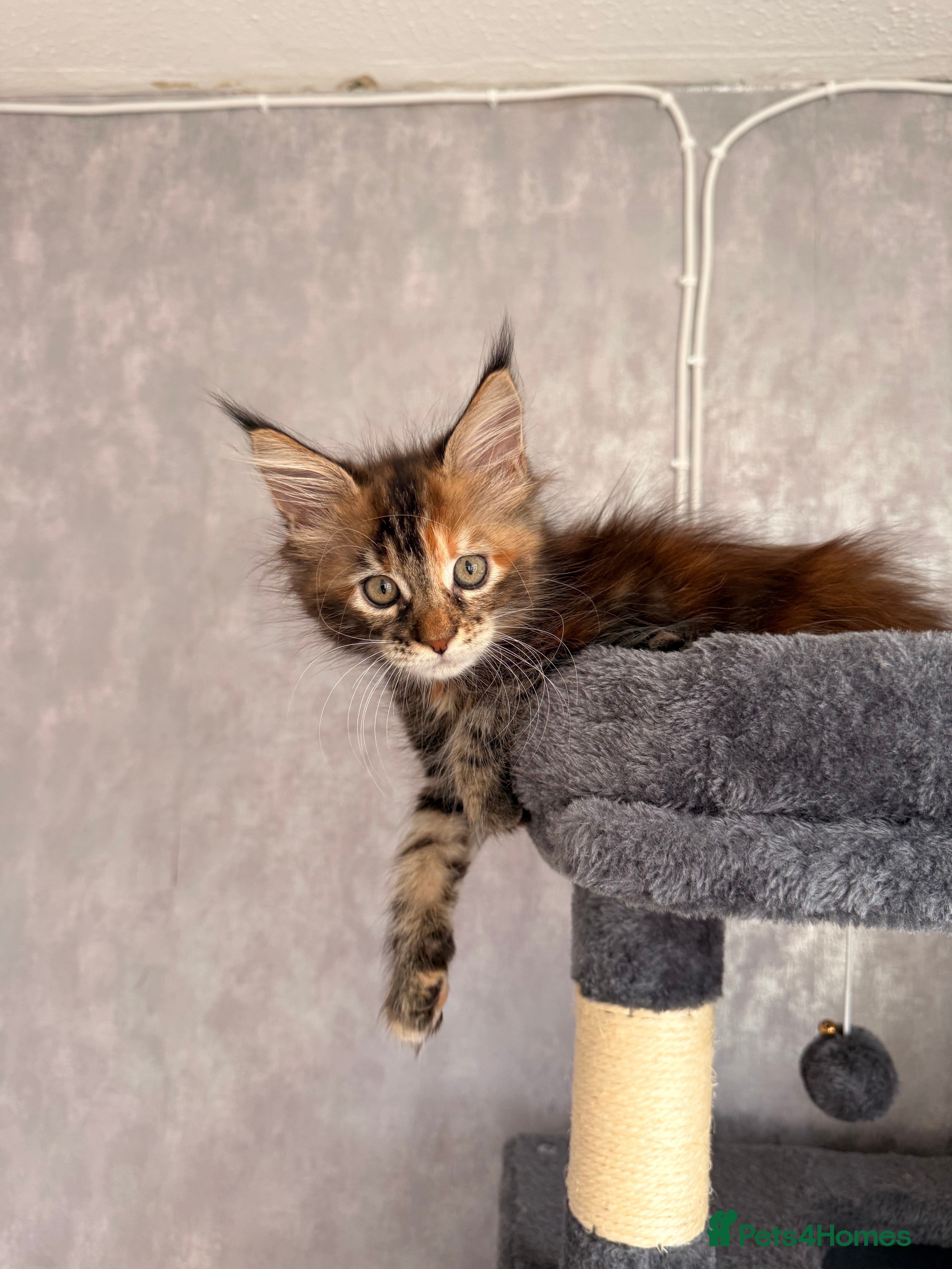 Maine Coon cats 🐾 2 MAINE COON KITTENS LOOKING FOR LOVING HOME 🐾 - Advert 1