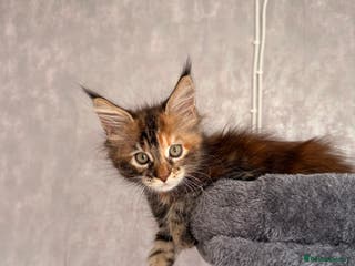 Maine Coon cats 🐾 2 MAINE COON KITTENS LOOKING FOR LOVING HOME 🐾 - Advert 15