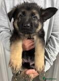 German Shepherd dogs German shepherd puppies  - Advert 1
