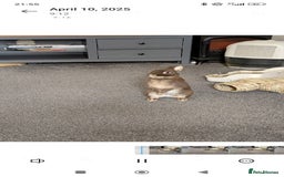 Netherland Dwarf rabbits for sale: Netherland Dwarf for sale with hutch   - Image 6