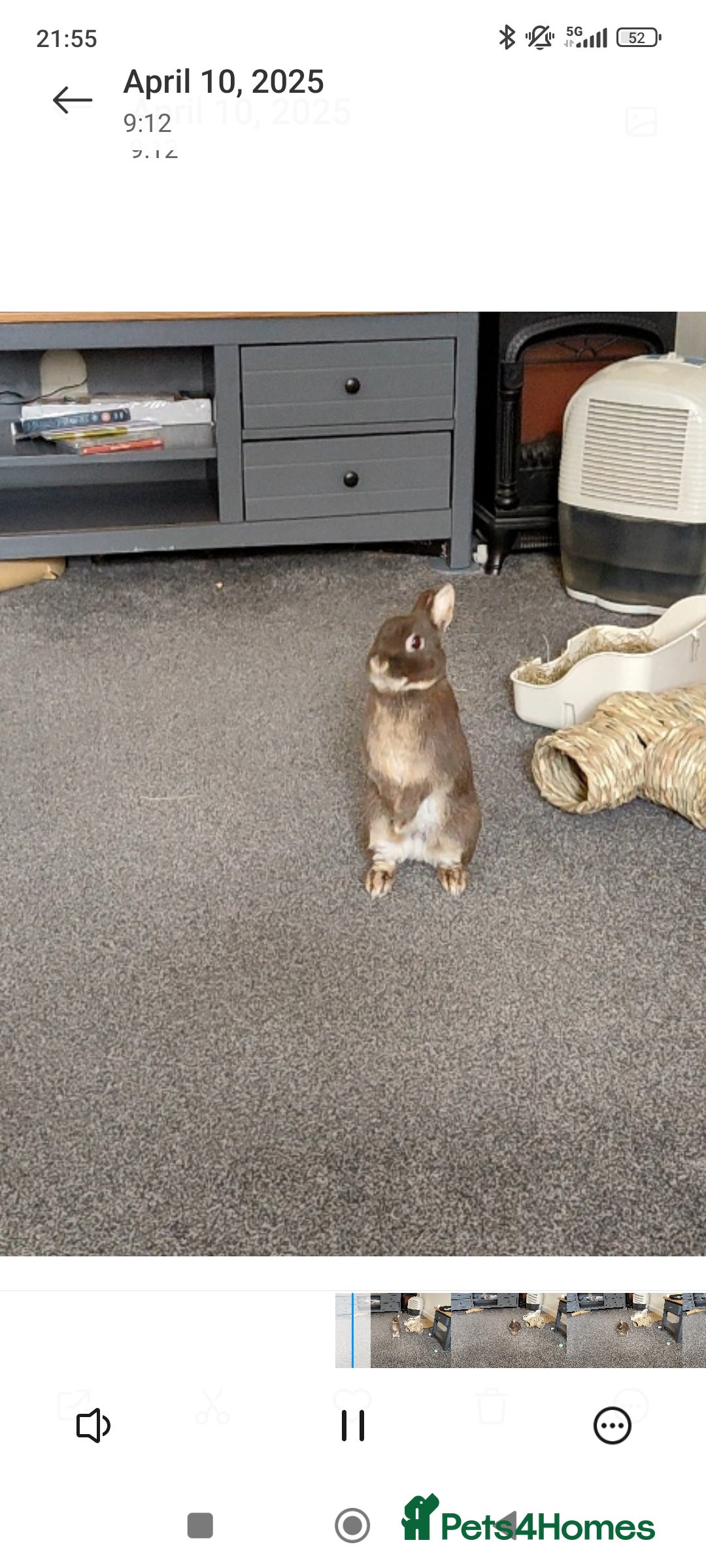 Netherland Dwarf rabbits for sale: Netherland Dwarf for sale with hutch   - Image 6