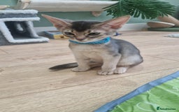 Abyssinian cats for sale: SILVER Abyssinian kittens - Image 9