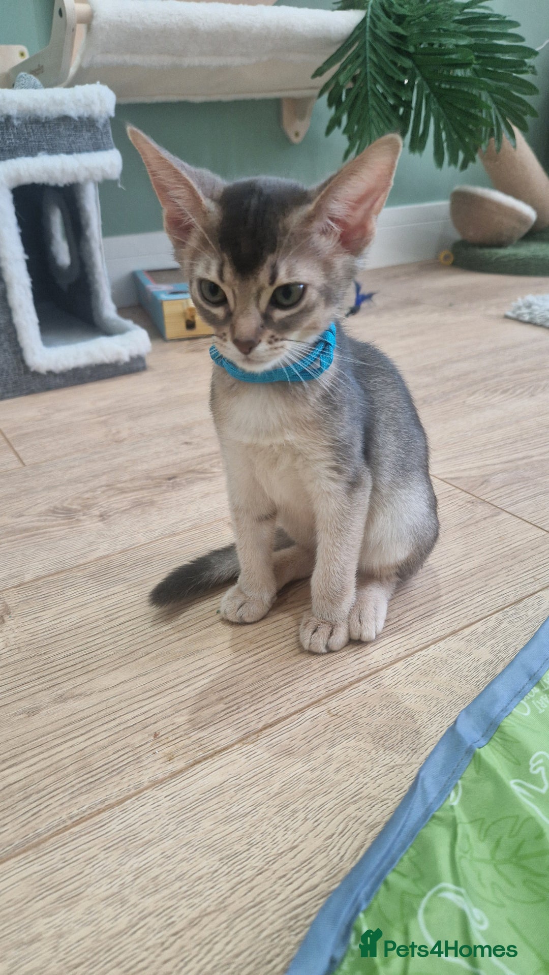 Abyssinian cats for sale: SILVER Abyssinian kittens - Image 9