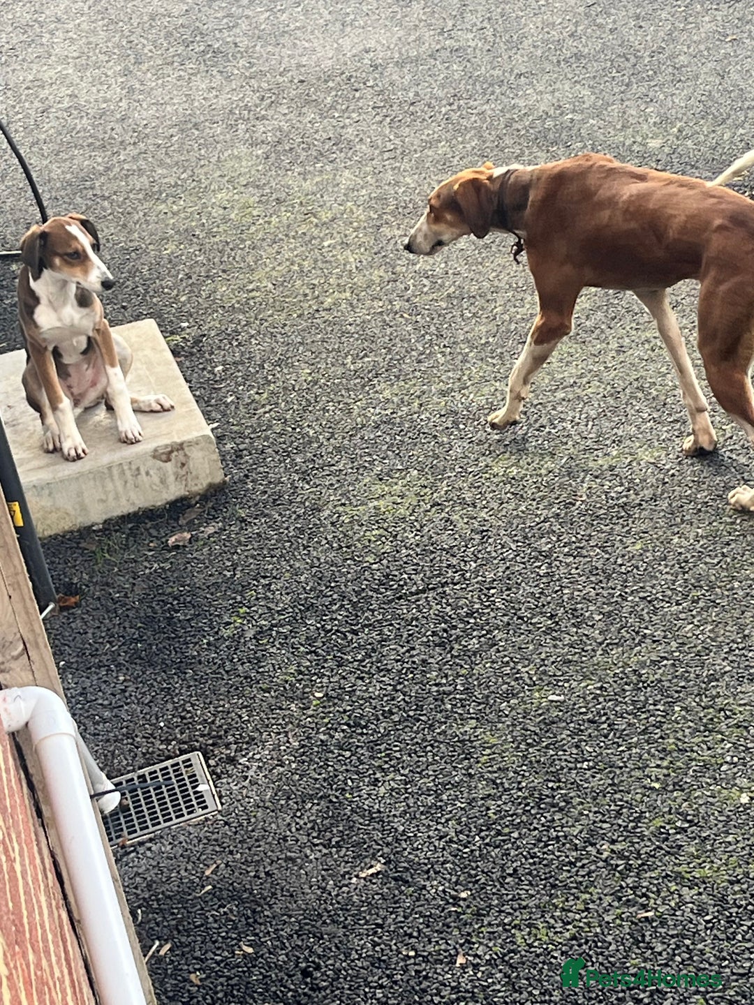 Lurcher dogs for sale: Beautiful lurcher puppy - Advert 2