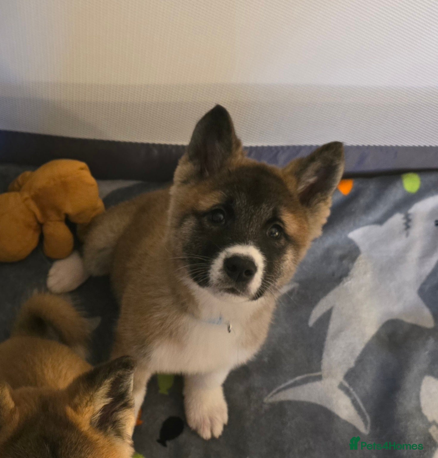 Akita dogs 12 week old Female Akita Pup for sale/Rehoming in Hartlepool - Advert 2