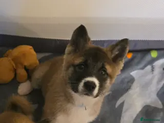 Akita dogs 12 week old Female Akita Pup for sale/Rehoming in Hartlepool - Advert 2