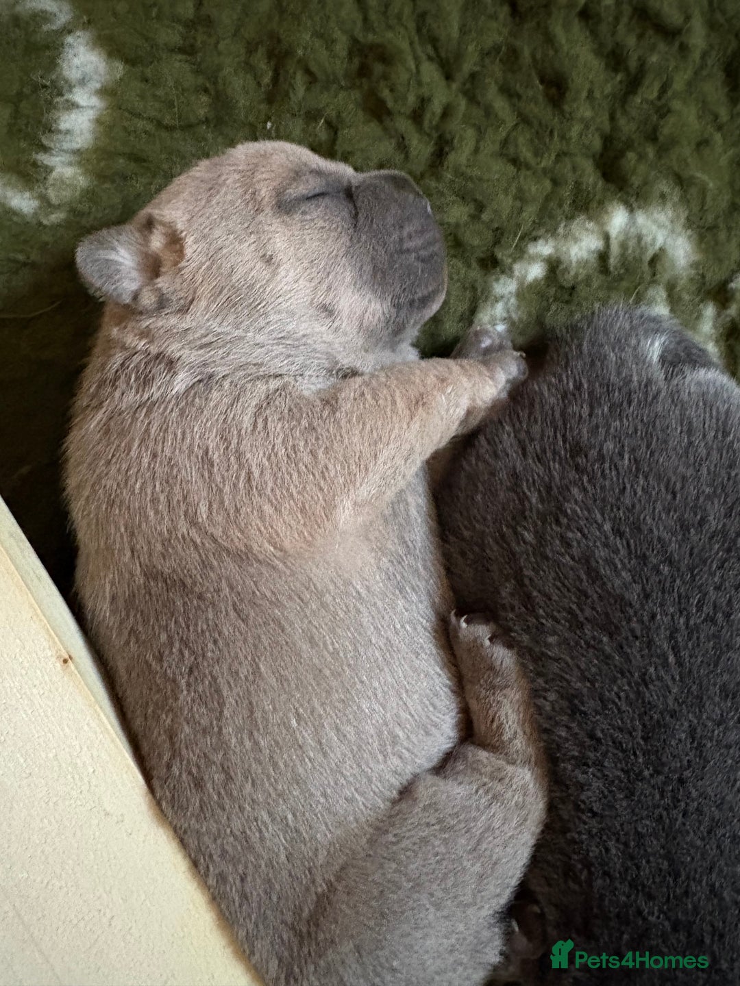 Mixed Breed dogs for sale: 🩷 STUNNING FRENCH CHOWS🩵 - Advert 12