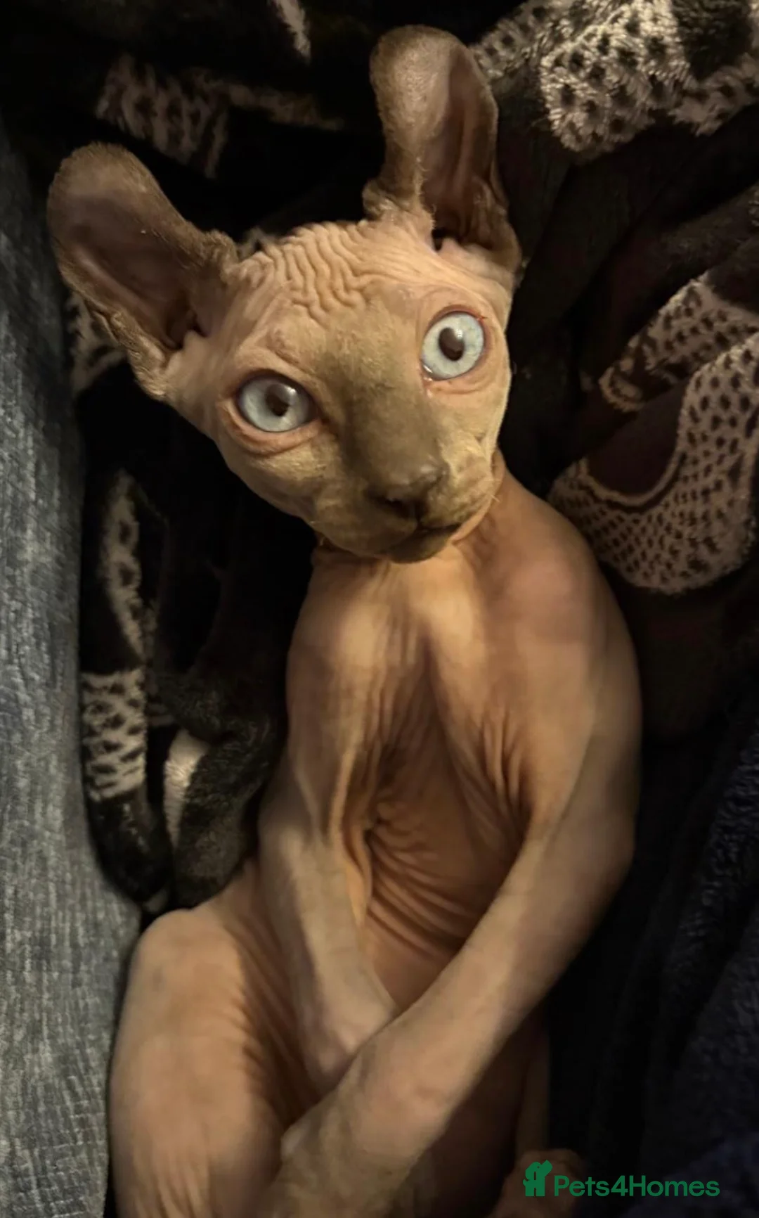 Sphynx cats for sale: A beautiful Mink coloured elf Sphynx - Advert 6