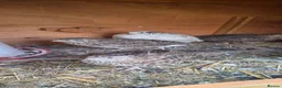 Quail poultry for sale: bob white and jumbo quails available  in Birmingham - Advert 3