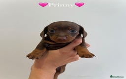 Dachshund dogs for sale: dachshund puppy’s for sale - Image 5