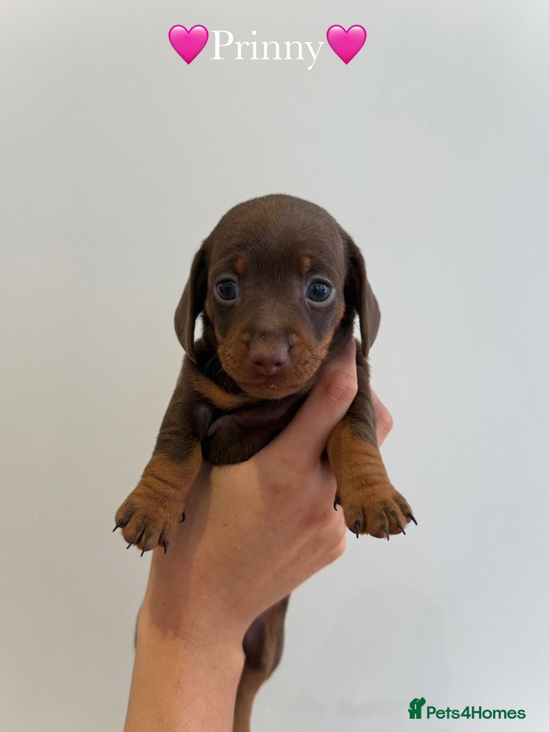 Dachshund dogs for sale: dachshund puppy’s for sale - Image 5