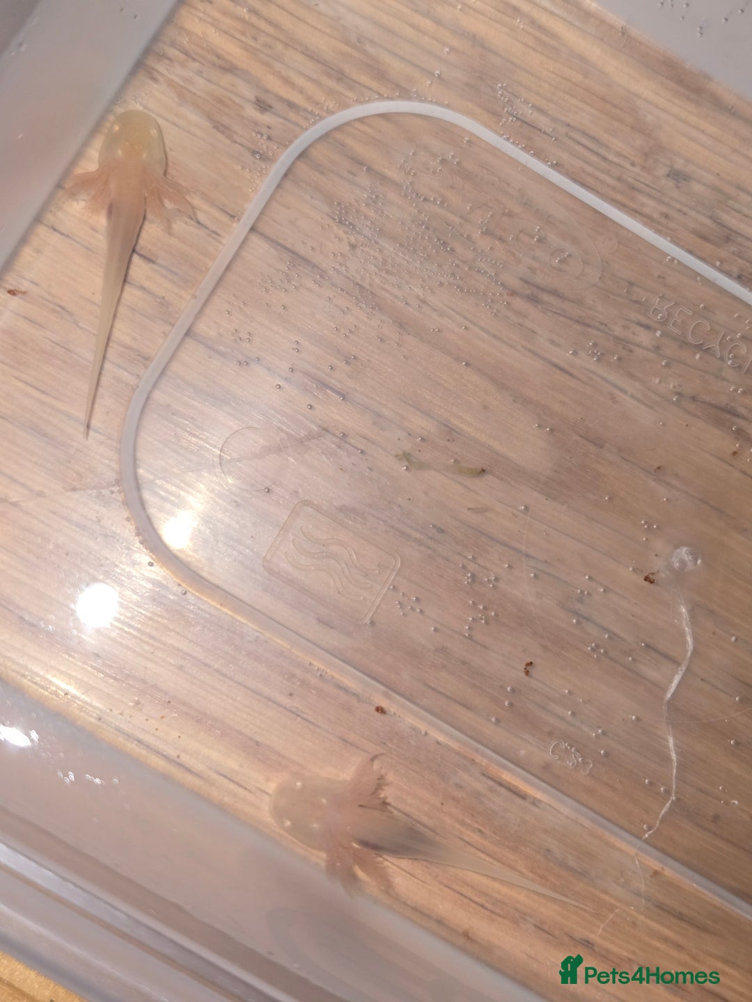 Other/Mixed Breed fish for sale: Baby axolotl  - Advert 3