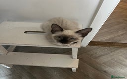 Mixed Breed cats for sale: One stunning boy left  - Image 6