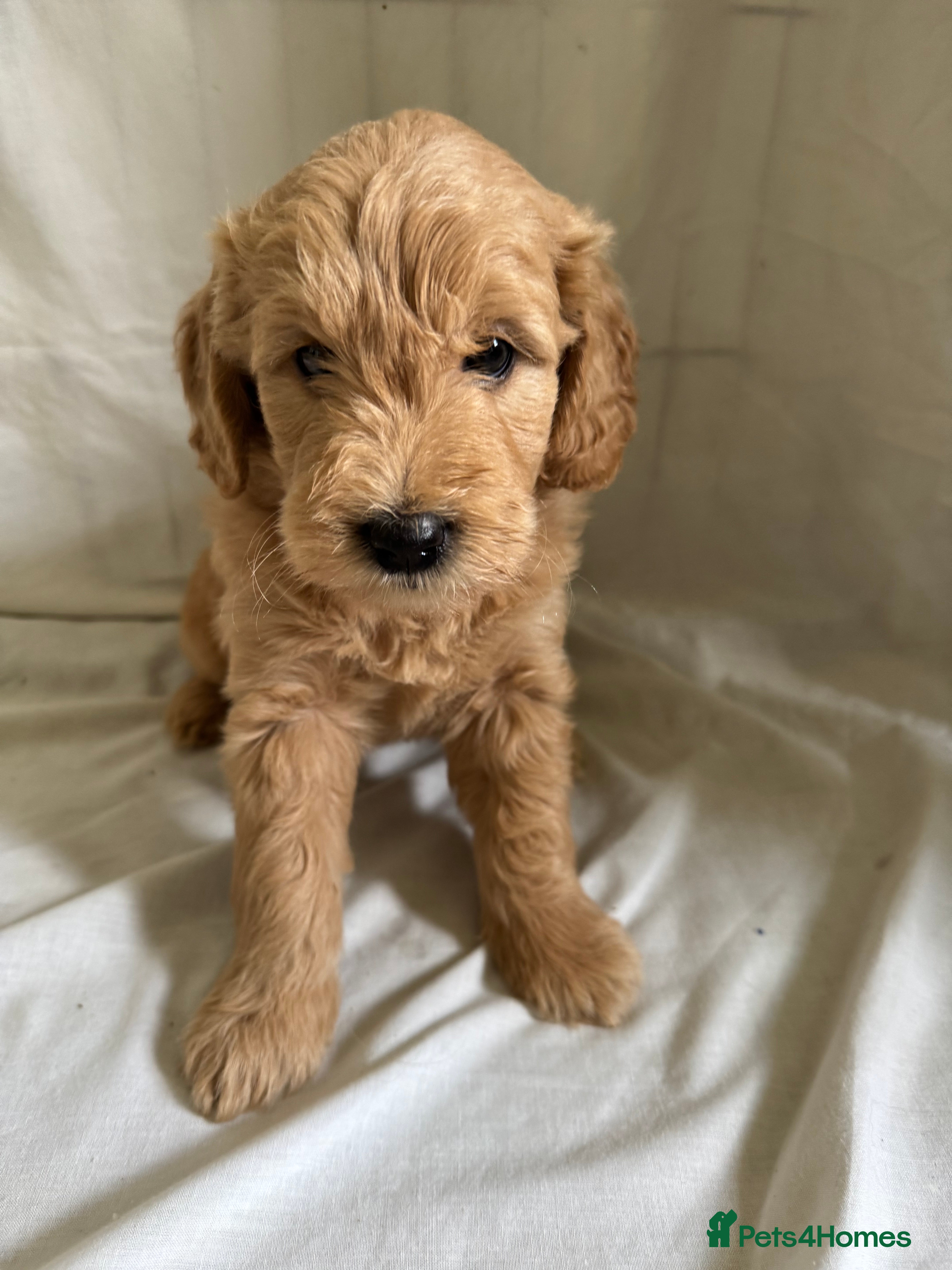 Mini Goldendoodle dogs F1 Miniature Goldendoodles   - Advert 2