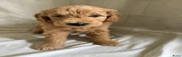 Mini Goldendoodle dogs for sale: F1 Miniature Goldendoodles   - Advert 18