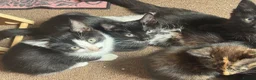 Mixed Breed dogs for sale: Mixed blk&wht  kittens available now - Advert 7